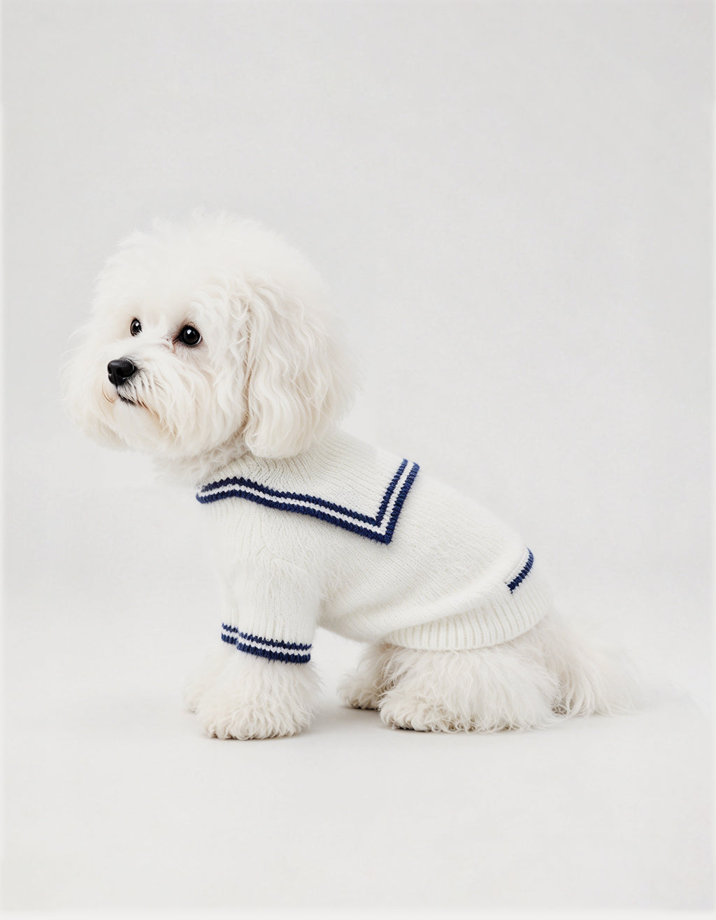 A fluffy white Coton de Tuléar dog wearing a white mink knit sailor cardigan by CHISUPET for warm autumn and winter walks