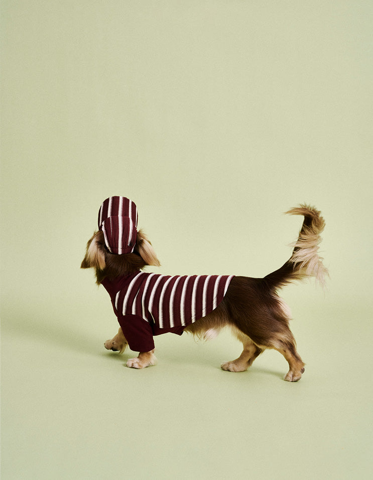 Small dog wearing adjustable baseball cap designed for comfort and sun protection