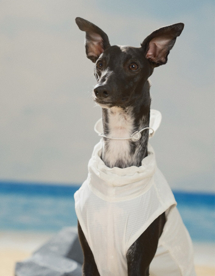 Dog wearing cooling vest and sun hat set designed for UV protection, cooling comfort, and outdoor summer wear