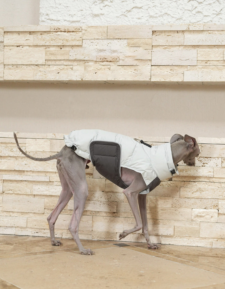 Dog wearing an CHISUPET blue lightweight white duck down vest for cold weather outdoor walks