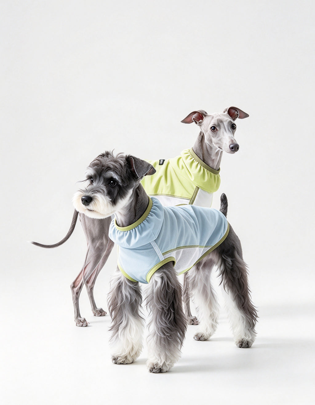 Two dogs waring the CHISUPET LimeBreeze Cooling Vest. 85gsm ultra-light fabric, UPF 50+ UV protection, micro-ventilation for hot summer days. Barely-there feel.