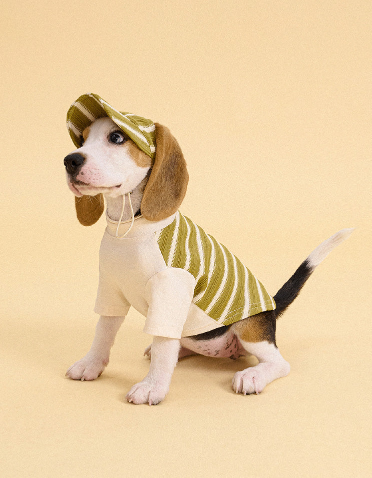 Dog wearing striped baseball cap with preppy design and lightweight sun protection for daily outdoor wear