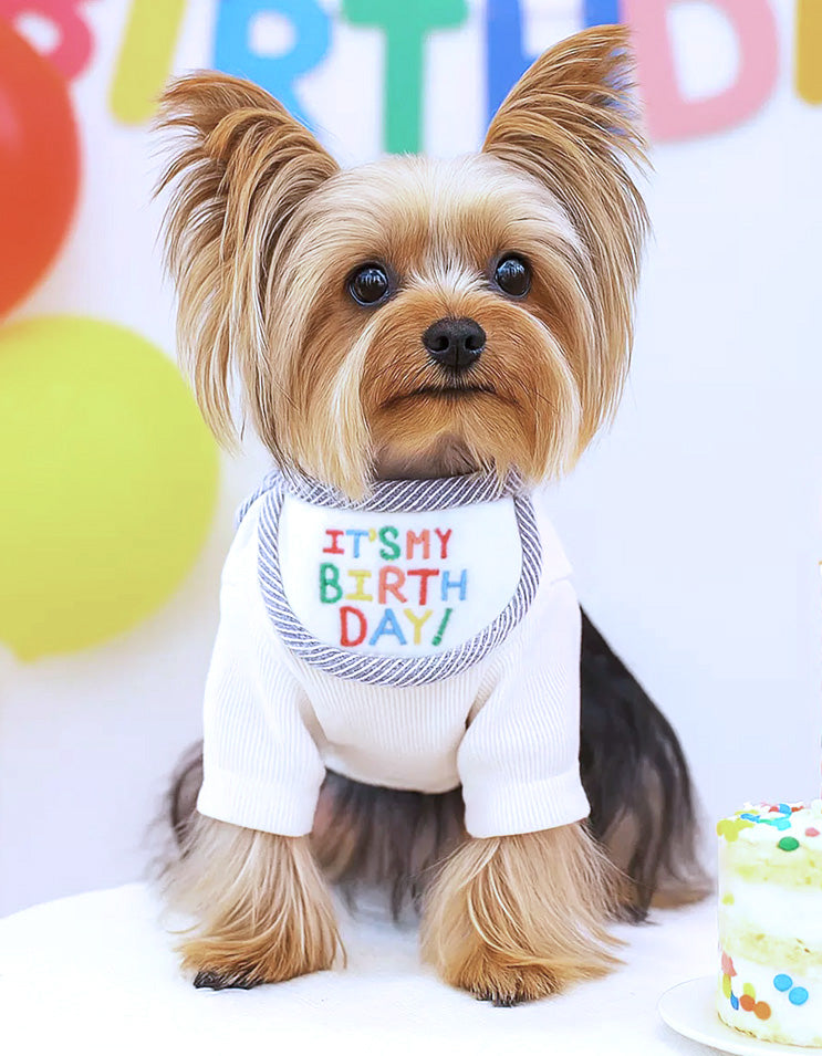 dog sitting with felt birthday hat and collar set designed for cute pet birthday photography