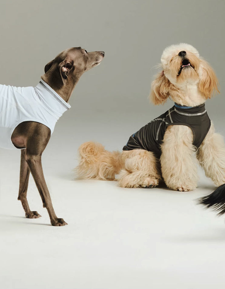 Puppy wearing a cooling vest for hot weather, quick-drying and comfortable for outdoor walks