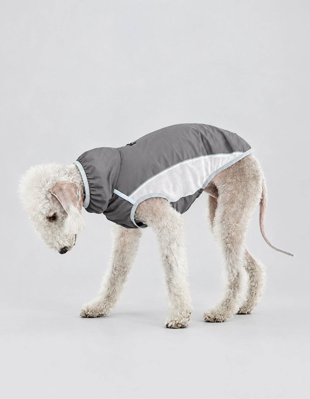 Dog wearing lime grey cooling vest, lightweight and breathable for summer comfort