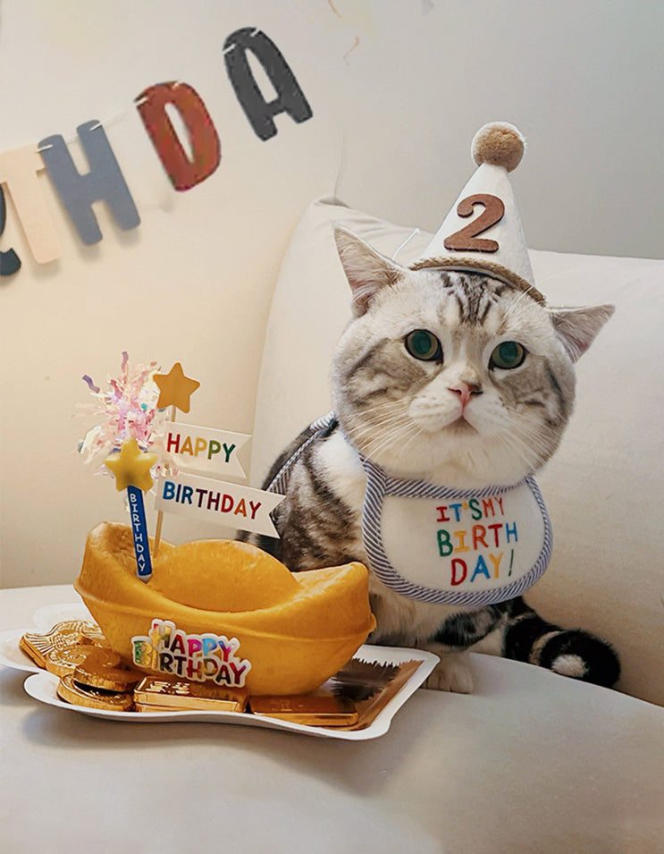 studio portrait of cat wearing simple felt birthday hat and collar accessory set