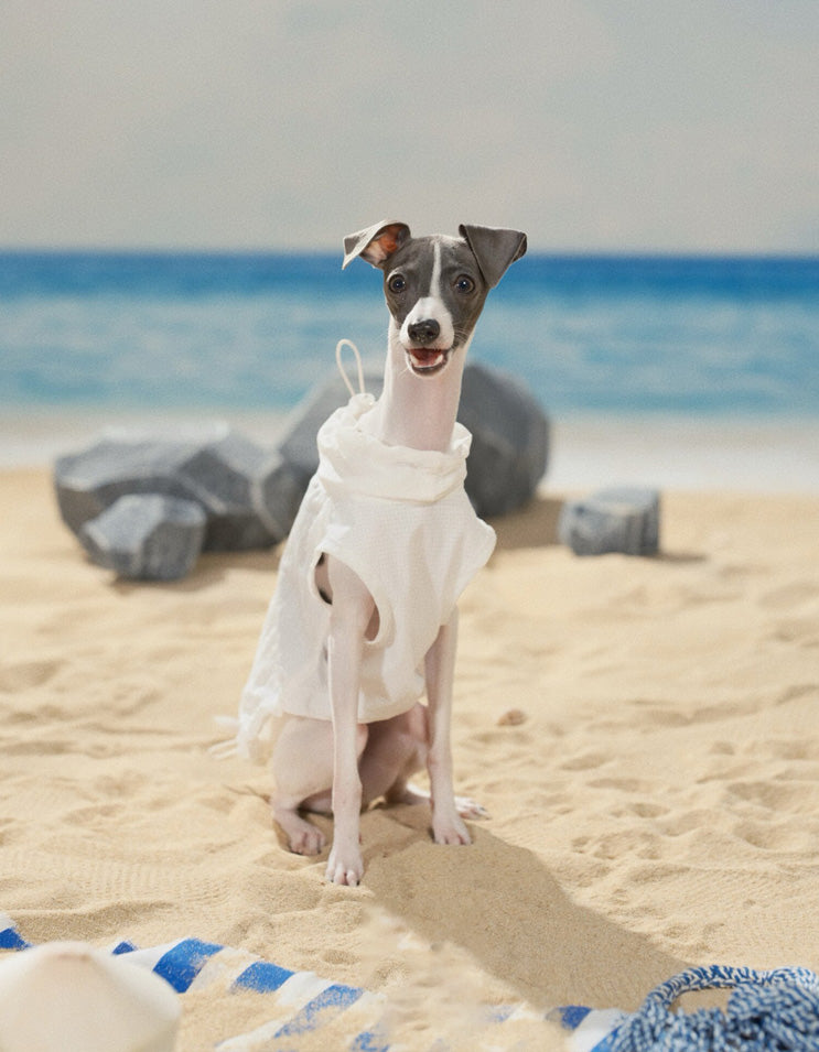 Active dog wearing cooling vest and sun hat set during outdoor walking and summer activities