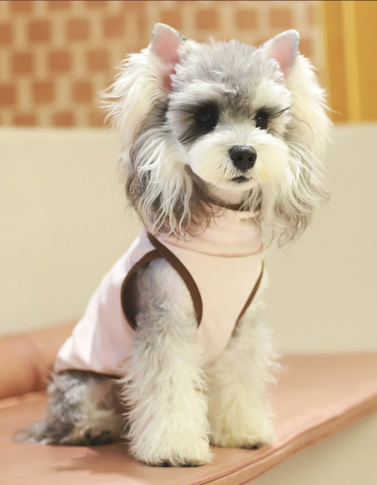 A schnauzer wearing a pink CHISU SilkCash turtleneck vest, designed for warmth and comfort during autumn and winter outdoor walks.