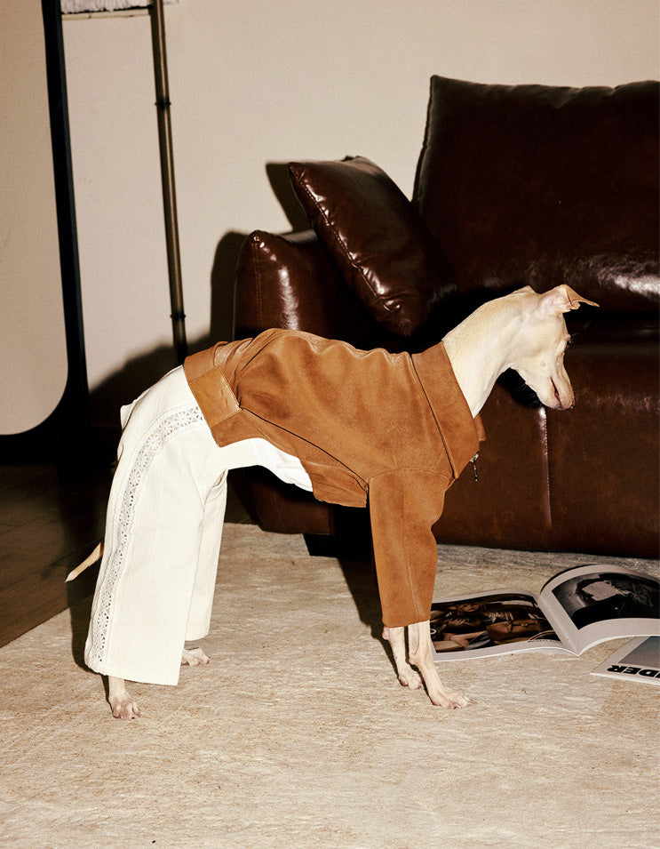 Dog wearing silhouette-style romper with soft structured shape and elegant drape