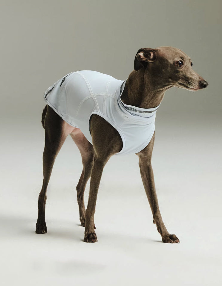 Dog wearing a soft and lightweight cooling vest, breathable and comfortable for summer use