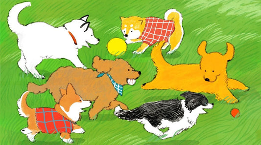 The Science of Canine Summer Gear and Why Performance Matters