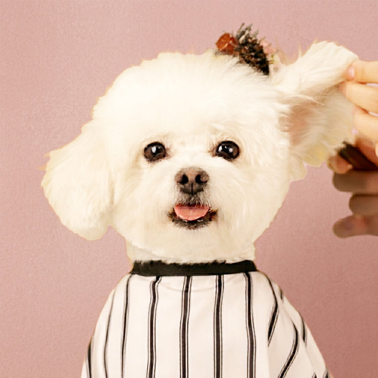 Care & Grooming