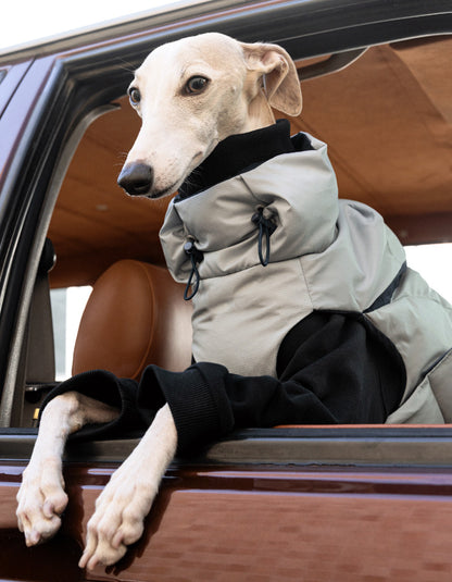 Italian Greyhound wearing the CHISU CloudDown insulated dog vest during a winter outdoor trip.