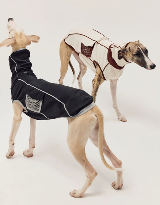 Medium dog wearing a breathable sport vest with elastic fabric, designed for active outdoor movement