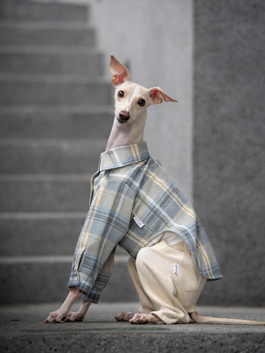 Dog wearing apricot CHISUPET pet denim overalls with a clean, rhinestone-free hem