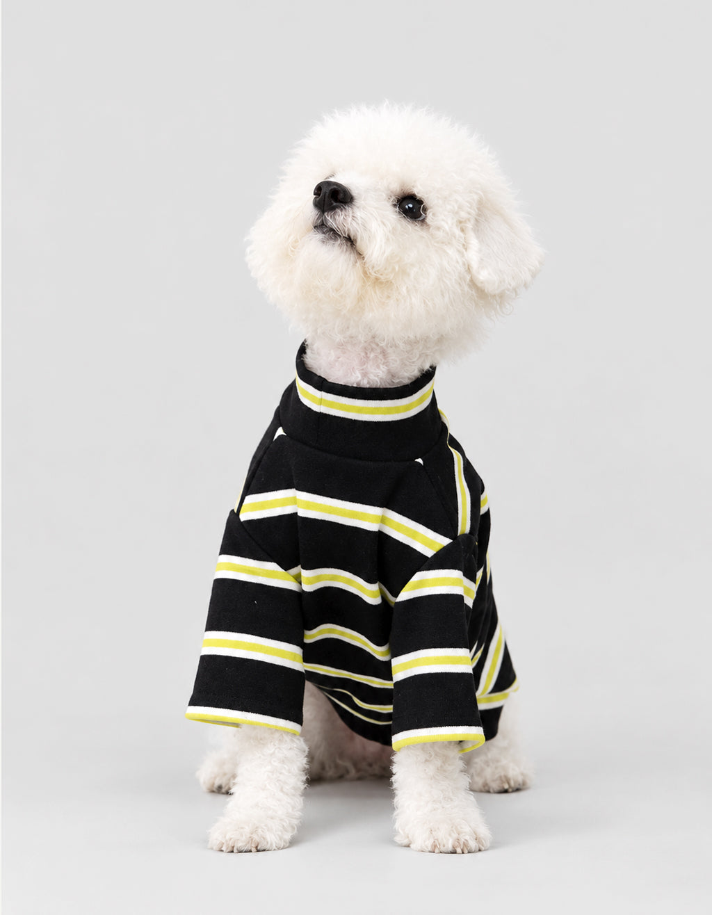 Bichon Frise wearing the CHISUPET Dark Green Striped Knit Dog Shirt, made from 100% 10-ply cotton yarn with a soft, breathable knit and classic dark green and black stripes.