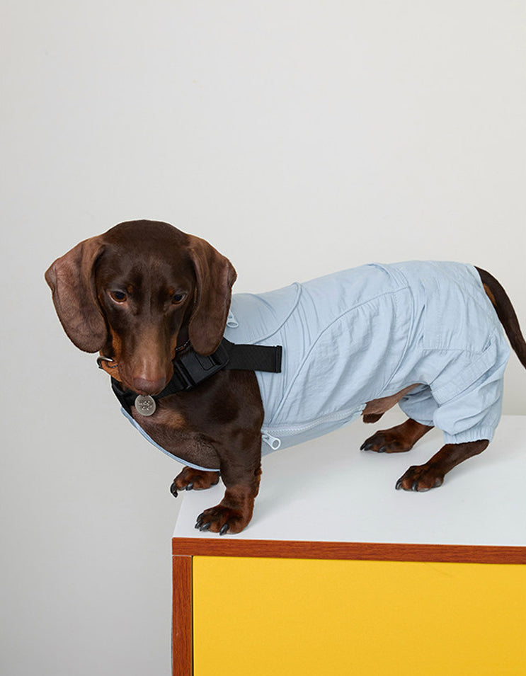 Dog enjoying outdoor activities while wearing blue CHISU SunTrail protective coveralls.