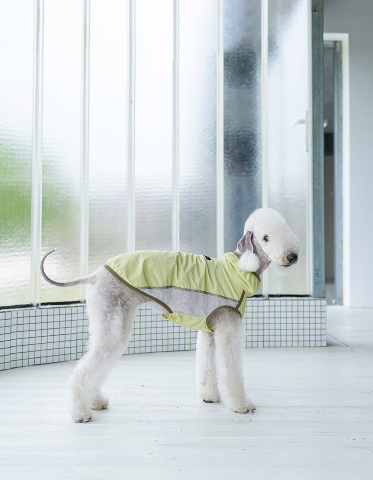 Dog wearing mesh cooling shirt with ventilation holes for airflow and moisture control