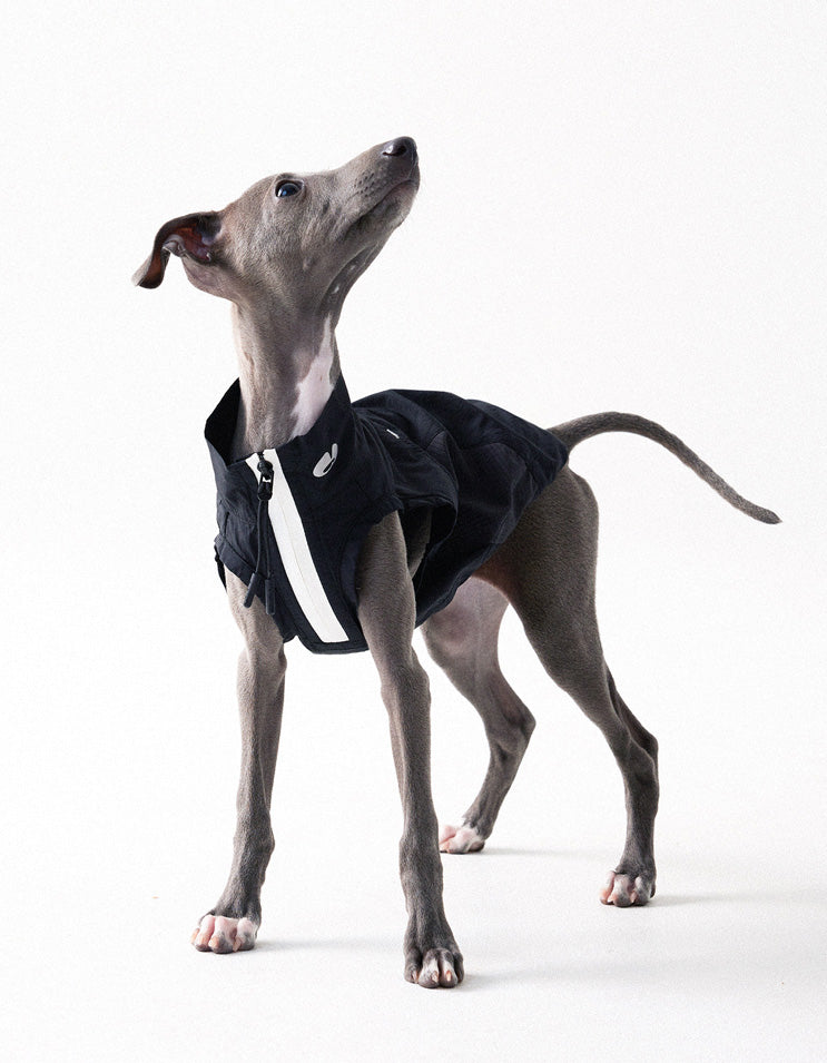 Dog in black vest with large mesh panels for ventilation and cooling comfort during hot weather
