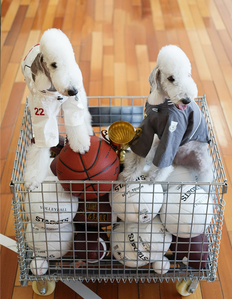 Dog in lightweight nylon jersey designed for moisture release and all-day comfort