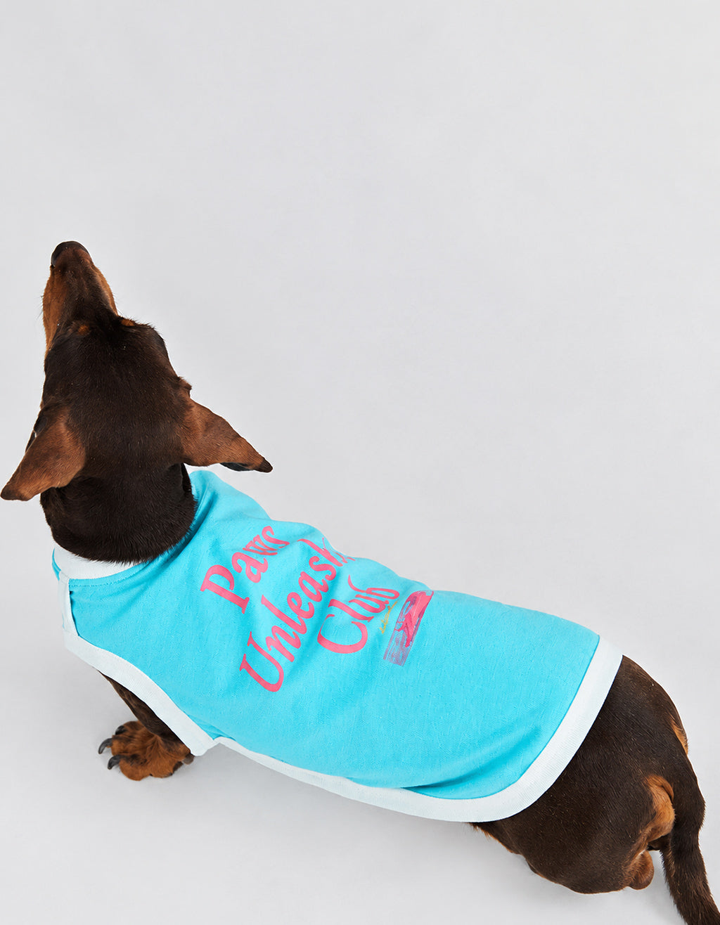 Dog wearing CHISUPET CoolBreeze cooling vest in lake blue with soft breathable fabric for summer comfort.
