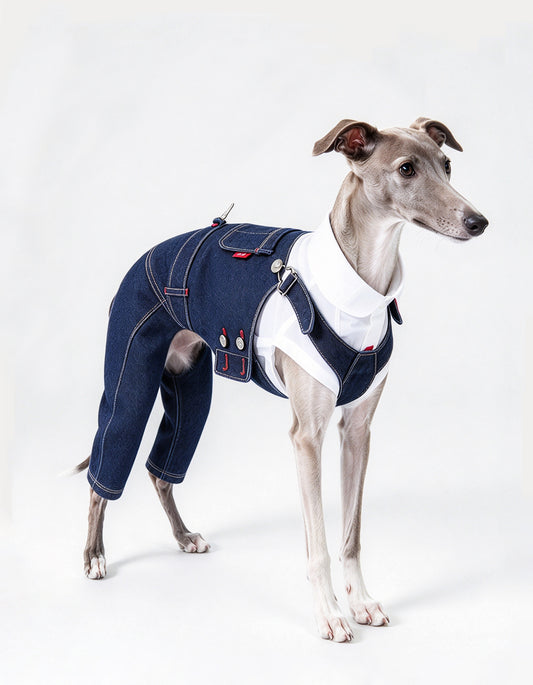 Italian Greyhound wearing CHISUPET Indigo Days classic cotton dog denim overalls over a white collared shirt.