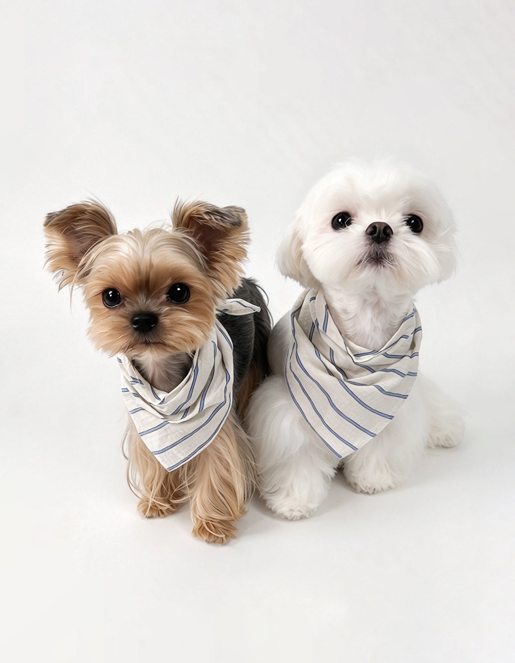 Dress your small dog in CHISUPET PuffKnot Bandana. Made of 100% shirt-grade cotton with a trachea-friendly tie-knot design ideal for Maltese, Yorkies & Yorkies.