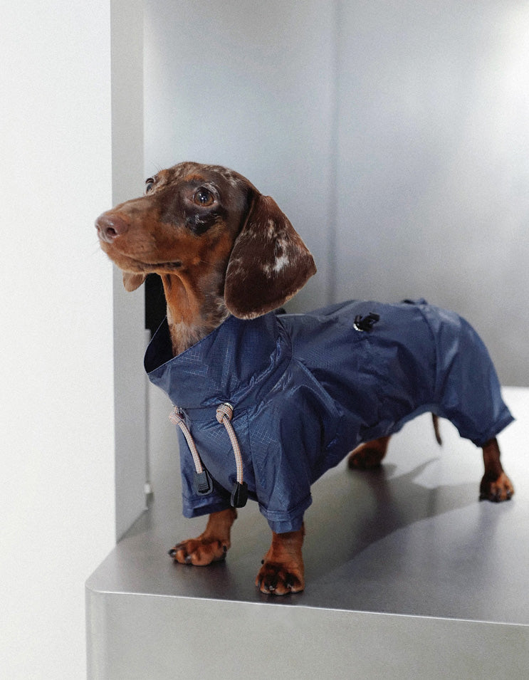 Dog wearing CHISU AeroShield ultra-light waterproof rain shell in blue with full-body protective coverage.