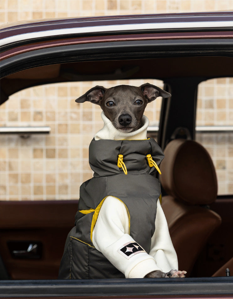 Italian Greyhound wearing the CHISU CloudDown white duck down vest while sitting comfortably on an off-road vehicle.