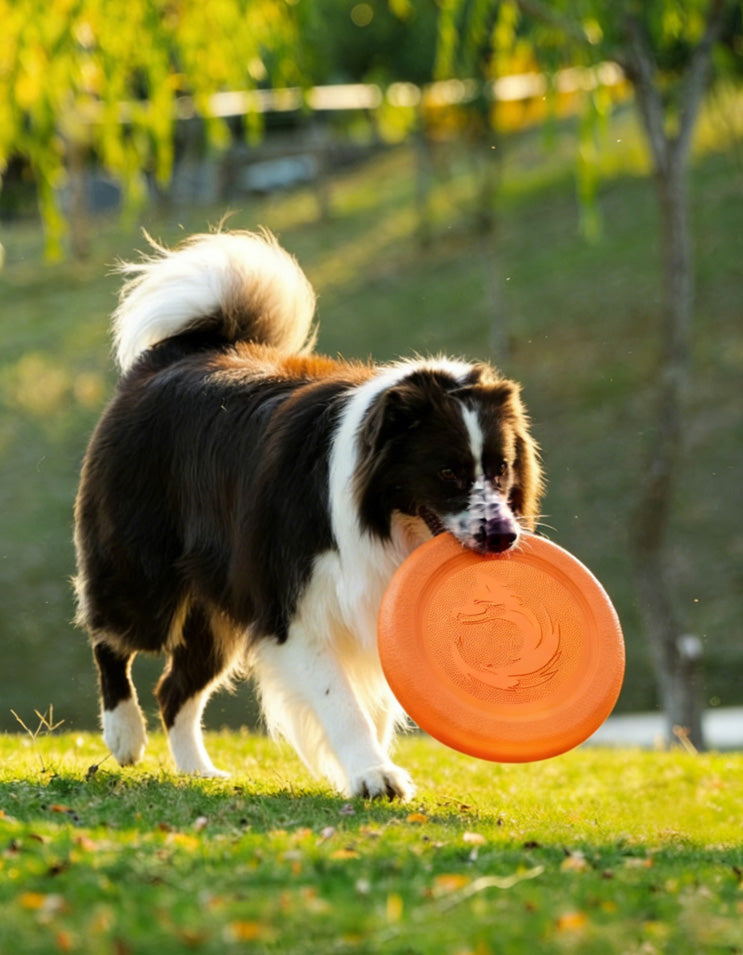 Active dog leaping high to catch a purple durable EVA frisbee in a park setting