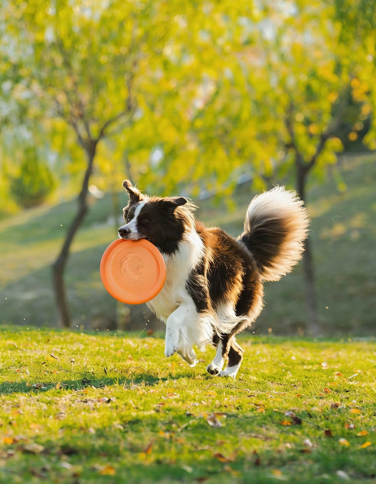 Dog jumping mid-air to catch an orange EVA flying disc during outdoor interactive play