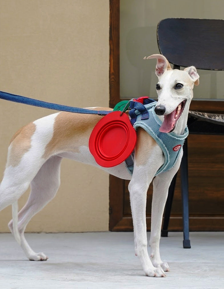Dog wearing a harness with a foldable apple-red silicone pet bowl attached for outdoor travel