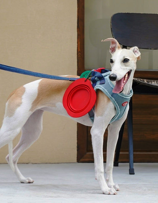 Dog wearing a harness with a foldable apple-red silicone pet bowl attached for outdoor travel
