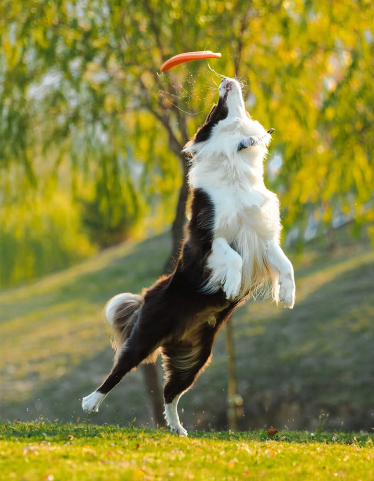 Energetic dog catching a flying disc mid-jump, showcasing stable flight and grip design.