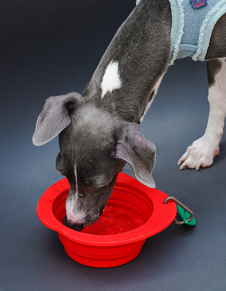 Dog drinking water from a foldable silicone bowl during outdoor walk in park