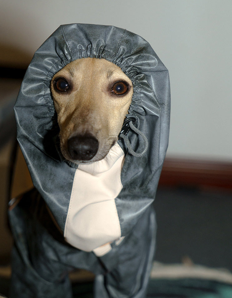 Dog wearing the CHISU TrailShield rain shell in Ocean Glow Blue with waterproof full-body coverage.