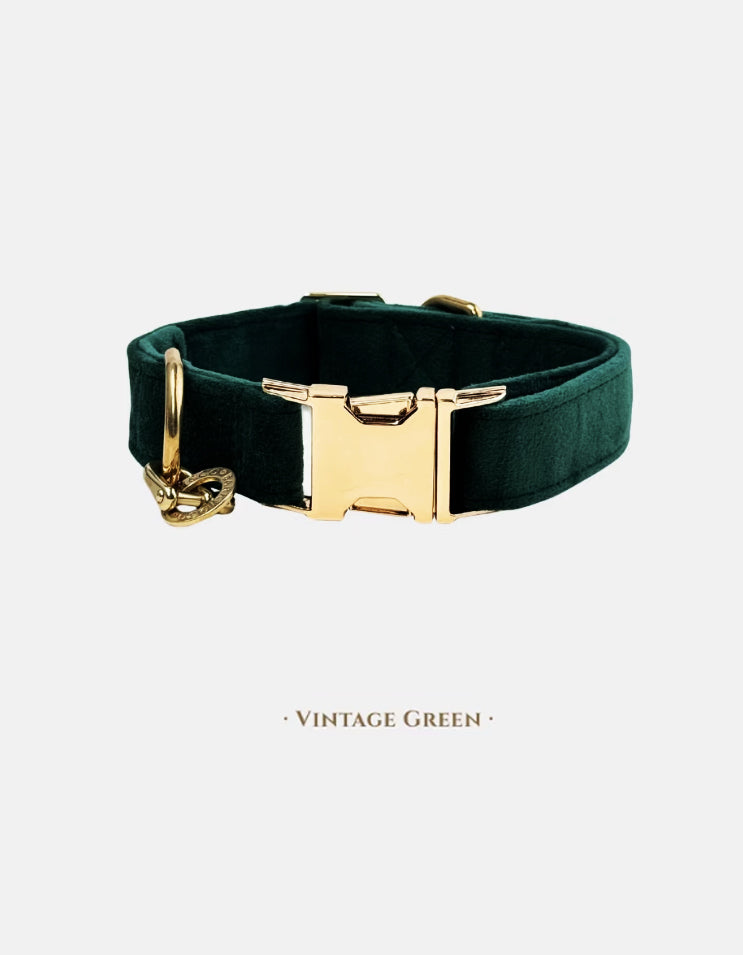 A CHISU VelvetWalk velvet dog collar in vintage green featuring soft velvet texture and brass hardware for an elegant everyday look.