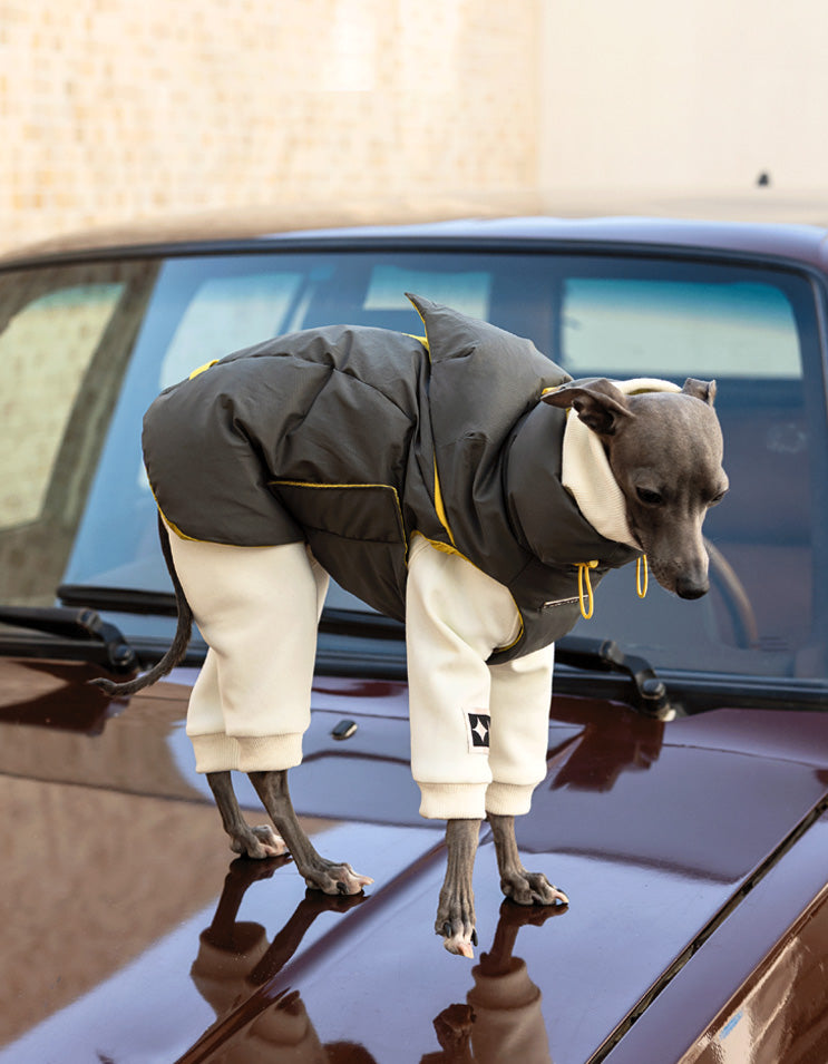 Italian Greyhound wearing the CHISU CloudDown 95 white duck down vest while sitting on an off-road vehicle.