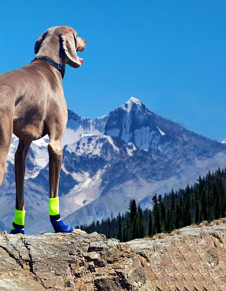 Small dog wearing waterproof rain boots with cushioned sole and flexible sock-fit design