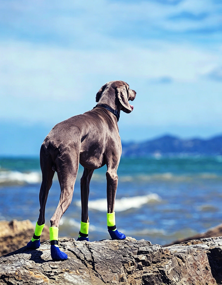 Dog wearing waterproof cushioned dog boots designed for daily walks and outdoor adventures