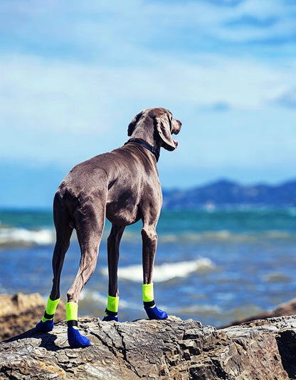 Dog wearing waterproof cushioned dog boots designed for daily walks and outdoor adventures