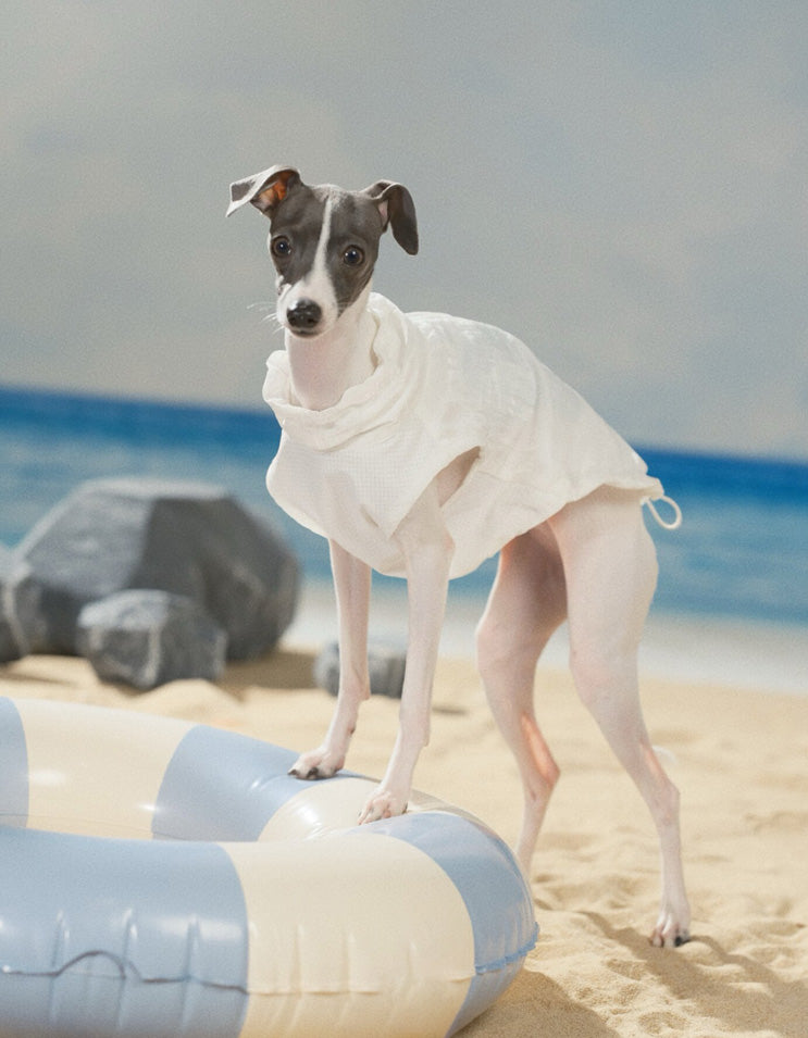 Dog wearing lightweight cooling vest with breathable fabric and UV protection design