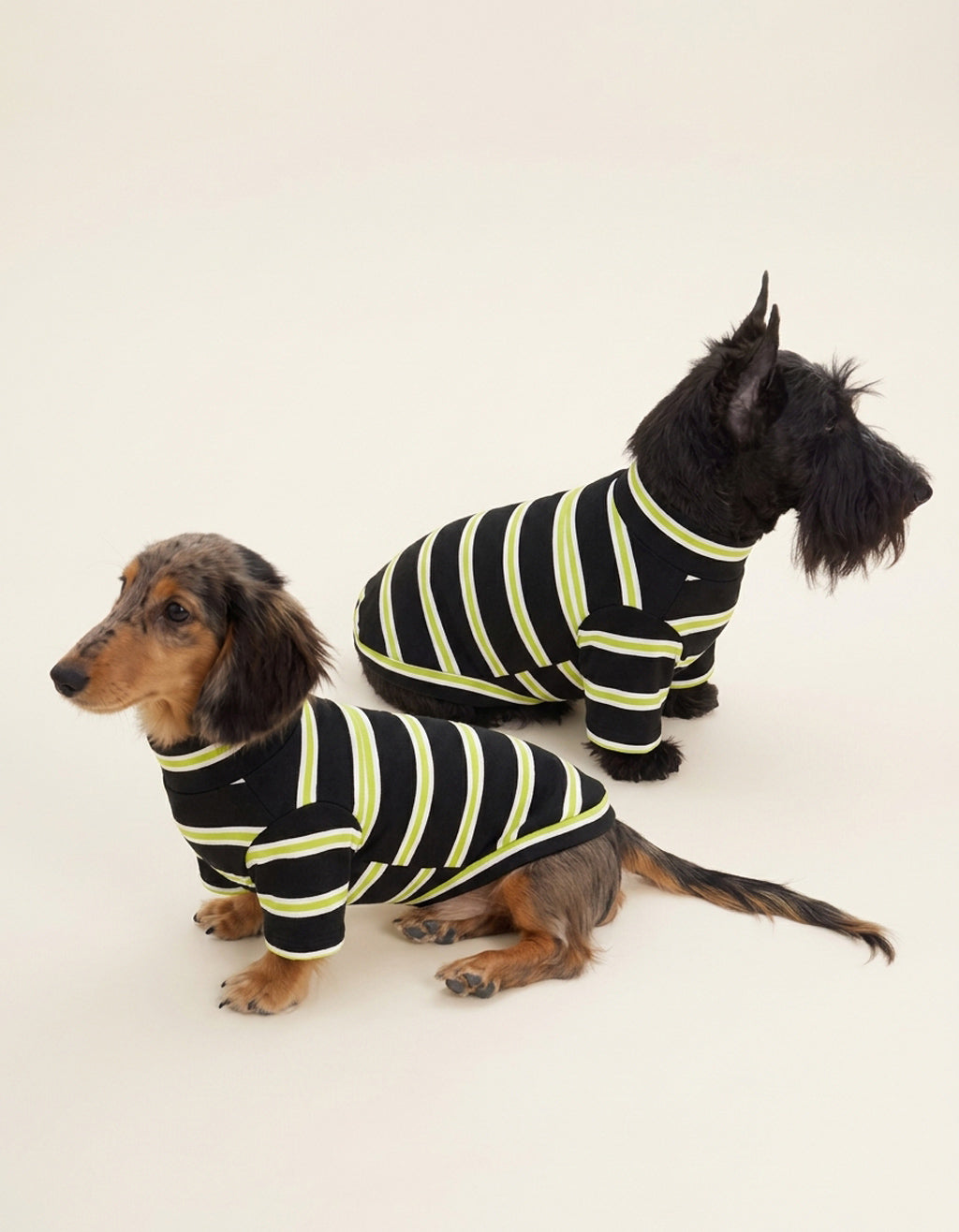 Dachshund and Cairn Terrier wearing matching CHISUPET Dark Green Striped Knit Dog Shirts made from 100% cotton yarn, showcasing classic dark green and black stripes and a cozy, breathable knit design.