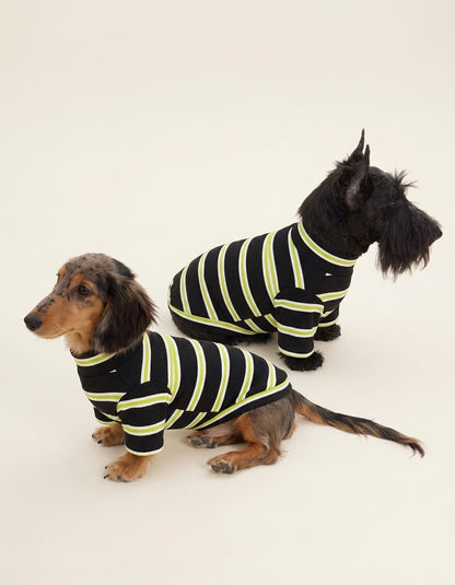 Dachshund and Cairn Terrier wearing matching CHISUPET Dark Green Striped Knit Dog Shirts made from 100% cotton yarn, showcasing classic dark green and black stripes and a cozy, breathable knit design.