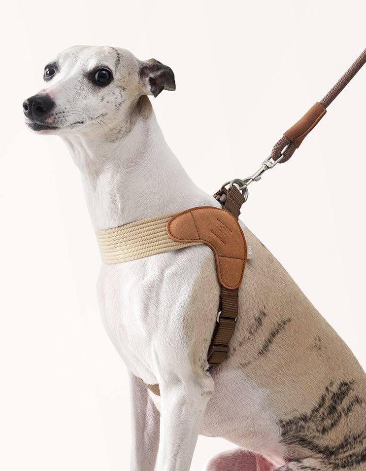 Dog wearing V-shaped harness showing chest support and balanced fit