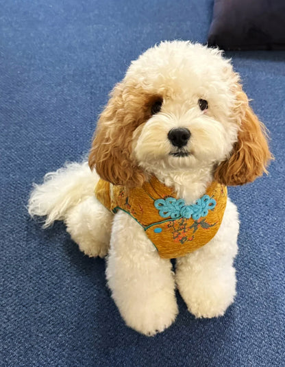Golden embroidered pet outfit with elegant New Chinese style motifs