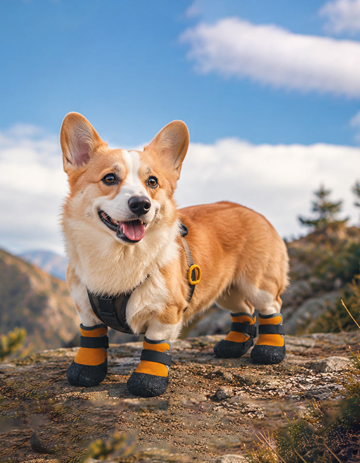 Active corgi wearing lightweight outdoor pet boots for snow, hot pavement and hiking trails