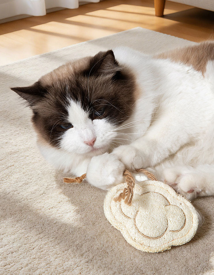 Indoor cat enjoying matatabi loofah chew stick, helping clean teeth while playing