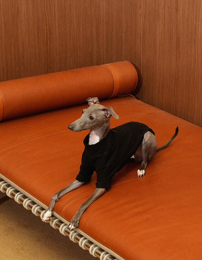 Italian Greyhound wearing the CHISU CloudSoft antibacterial turtleneck base layer in black.