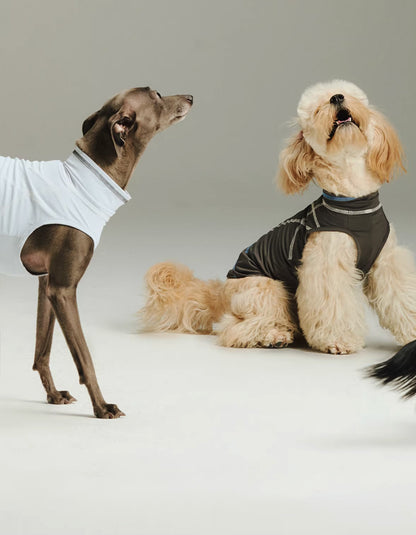 Puppy wearing a cooling vest for hot weather, quick-drying and comfortable for outdoor walks
